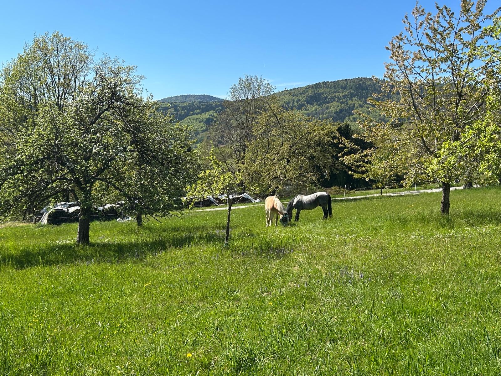 Pferde auf einer blühenden Obstwiese vor den bewaldeten Bergen des Bayerischen Waldes